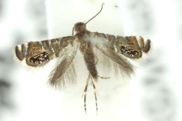 Image of Glyphipterix iometalla Meyrick 1880