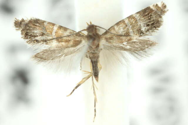 Image of Glyphipterix iometalla Meyrick 1880