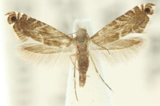 Image of Glyphipterix gonoteles Meyrick 1907