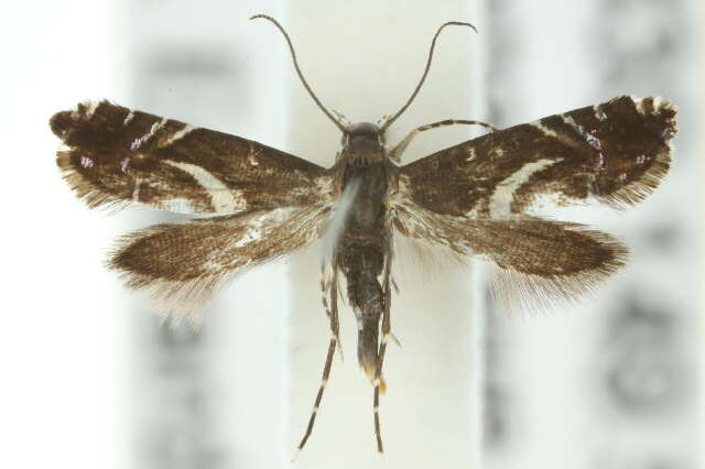 Glyphipterix acinacella Meyrick 1882 resmi