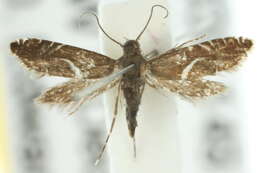 Glyphipterix acinacella Meyrick 1882 resmi