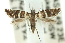 Image de Glyphipterix platydisema Lower 1893