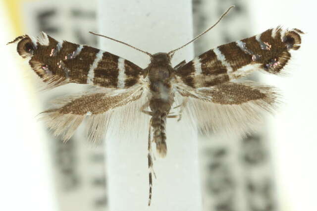 Image de Glyphipterix platydisema Lower 1893