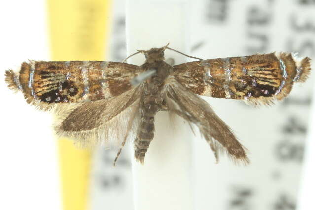 Image of Glyphipterix cyanophracta Meyrick 1882