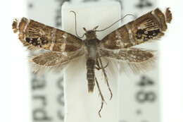Image of Glyphipterix cyanophracta Meyrick 1882
