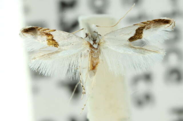 Image de <i>Niphonympha oxydelta</i>