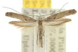 Image of Xyrosaris dryopa Meyrick 1907