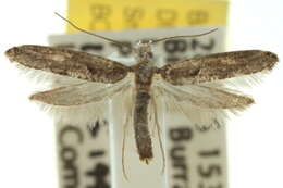 Image of Xyrosaris acroxutha Turner 1923