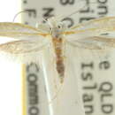 Image of Zelleria pyroleuca Meyrick 1892