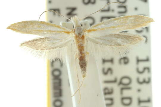 Image of Zelleria pyroleuca Meyrick 1892