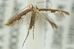 Imagem de Argyresthia notoleuca