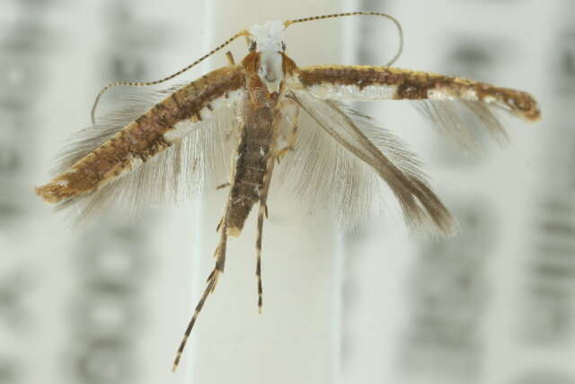 Imagem de Argyresthia notoleuca