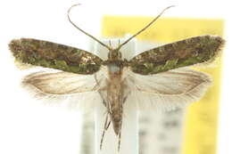 Image of Diathryptica