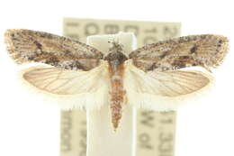 Image of Diathryptica