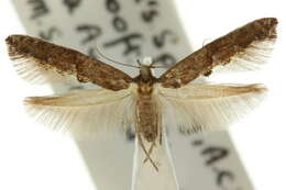 Image of Gnathifera eurybias Meyrick 1897