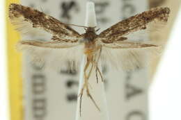 Image of fringe-tufted moths