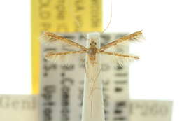 Image of Tineodidae