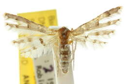 Image of Tineodidae