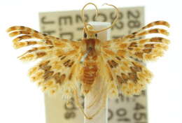 Image of Alucita xanthodes Meyrick 1890