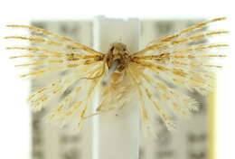 Image of Alucita xanthosticta Turner 1923