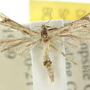 Image of Moth