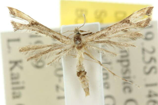 Image of Moth