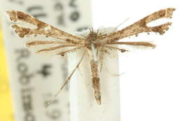 Image of Moth