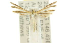 Image of Plume moth