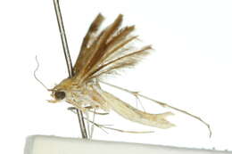 Image of Plume moth