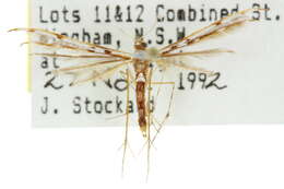 Image of Cosmoclostis aglaodesma Meyrick 1886