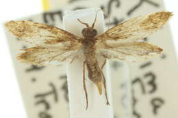 Image of Agathiphaga queenslandensis Dumbleton 1952