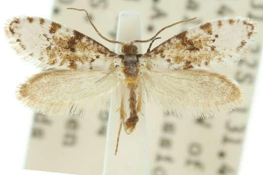 Image of Lophocorona pediasia Common 1973