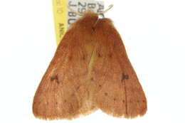 Image of Anthela ferruginosa Walker 1855