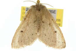 Image of Anthela ferruginosa Walker 1855