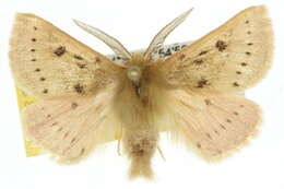 Image of Anthela ferruginosa Walker 1855