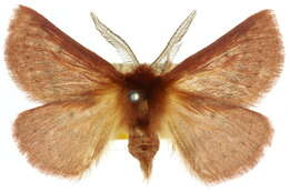 Image of Anthela pyrrhobaphes Turner 1926