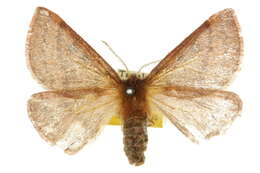 Image of Anthela pyrrhobaphes Turner 1926