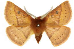 Image of Anthela addita (Walker 1865)