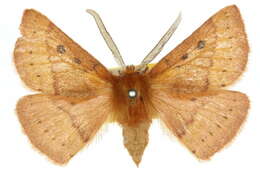 Image of Anthela addita (Walker 1865)