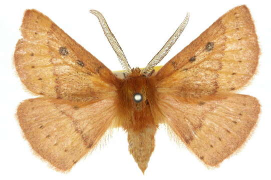 Image of Anthela addita (Walker 1865)