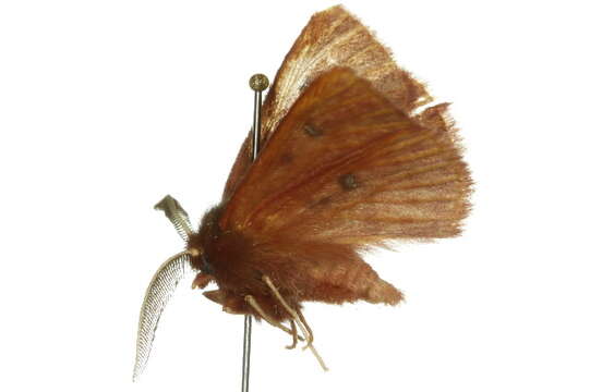 Image of Anthela addita (Walker 1865)