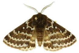 Image of Anthela denticulata (Newman 1856)