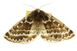 Image of Anthela denticulata (Newman 1856)