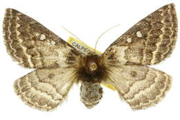 Image of Anthela basigera (Walker 1865)