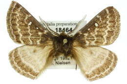 Image of Anthela basigera (Walker 1865)