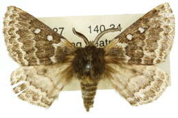 Image of Anthela denticulata (Newman 1856)