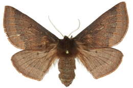 Image of Anthela rubeola (Felder & R. 1874)