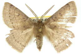 Image of Anthela rubeola (Felder & R. 1874)