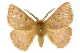 Image of Anthela protocentra (Meyrick 1891)