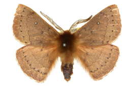 Image of Anthela protocentra (Meyrick 1891)